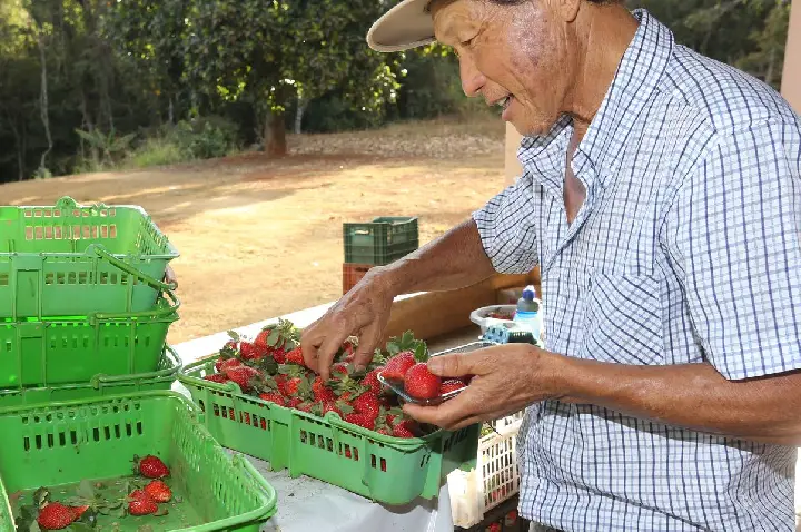 Finep vai pagar R$ 220 milhões para inovações em agricultura familiar 