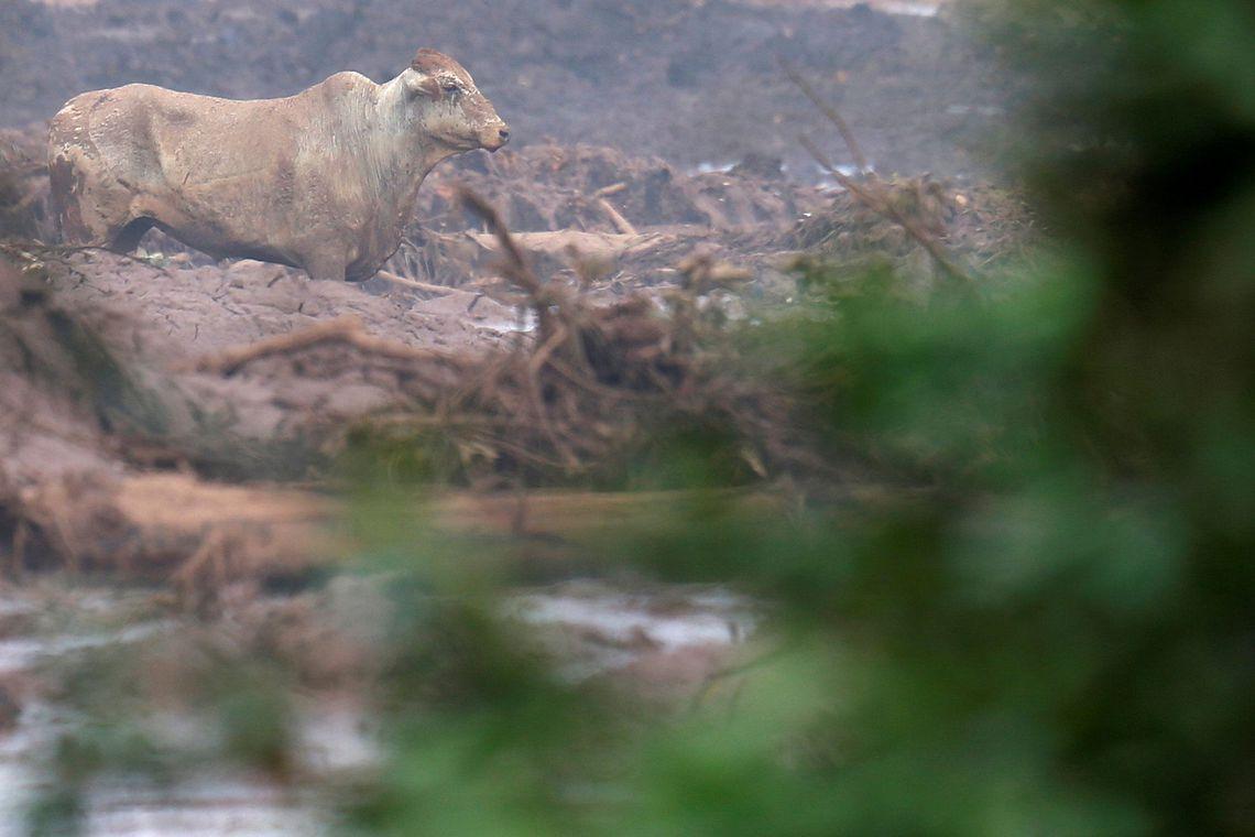 Defesa Civil de MG acompanha situação de animais vítimas de tragédia
