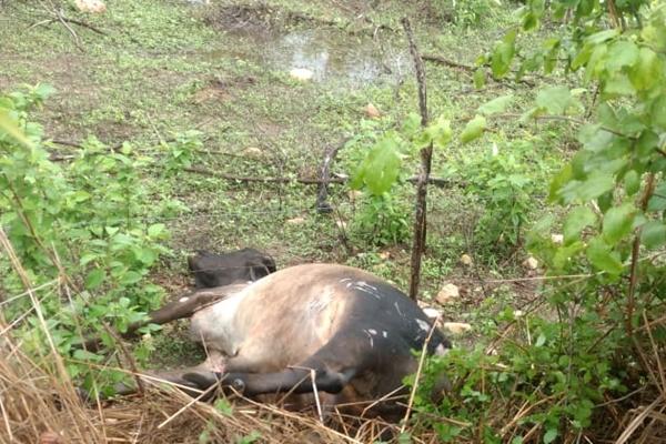 Homem fica ferido após colisão de moto com animal na RN-003 em Várzea
