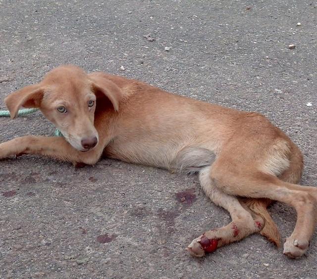Vídeo de cachorro sendo arrastado no asfalto por moto gera revolta nas redes sociais