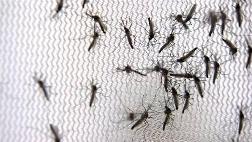 Nova Cruz e Goianinha estão entre os municípios do RN com risco alto de surto de dengue; Veja a lista