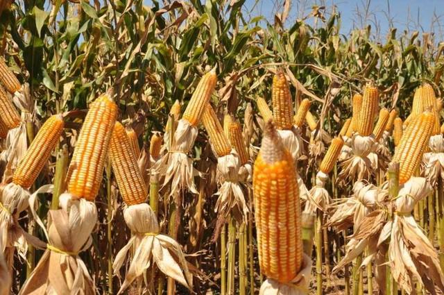 Comerciantes da Feira do Milho aberta nesta semana em Natal esperam aumento de 80% nas vendas em 2019