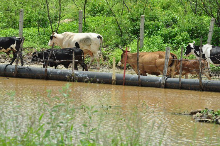 Agropecuária nordestina ganha plano de ação para o seu desenvolvimento