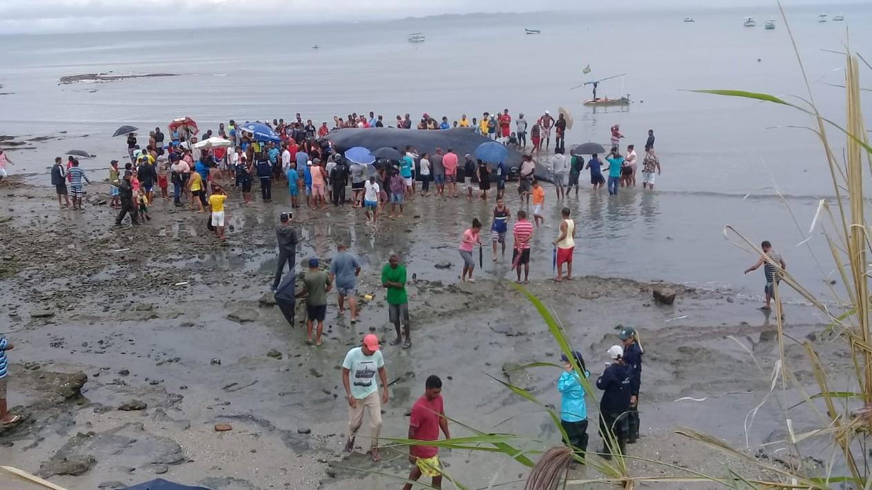 Dois dias após morte, baleia continua em praia de Salvador e moradores pegam carne de animal