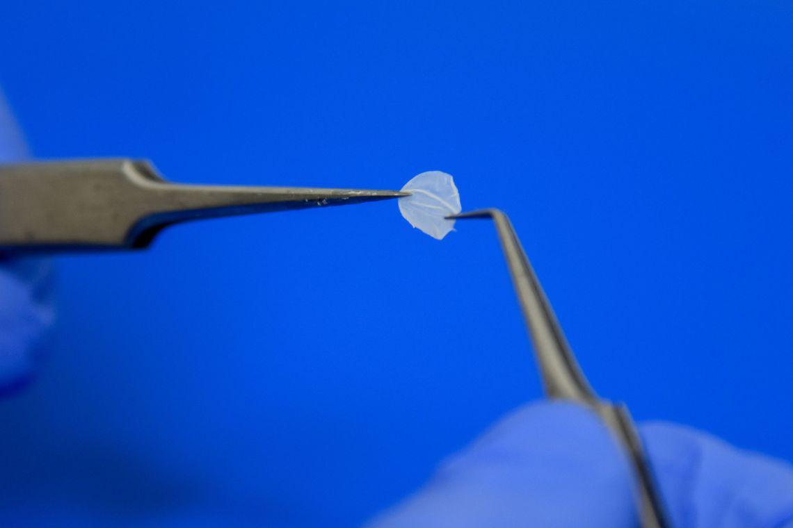 Laboratório produz pele humana para substituir testes em animais