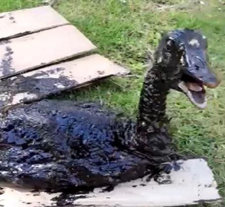 Ave é encontrada coberta de óleo na Praia de Maragogi. Assista
