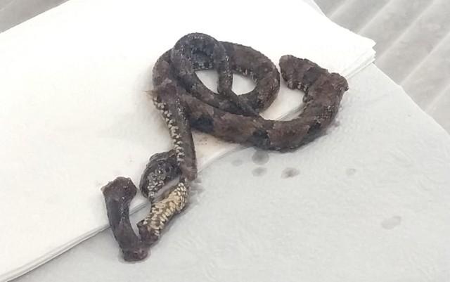 Homem morre após ser picado por cobra em Amélia Rodrigues