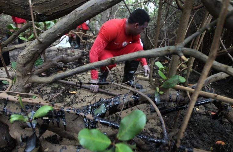 Vazamento de óleo já atingiu quatro áreas de mangue em Pernambuco