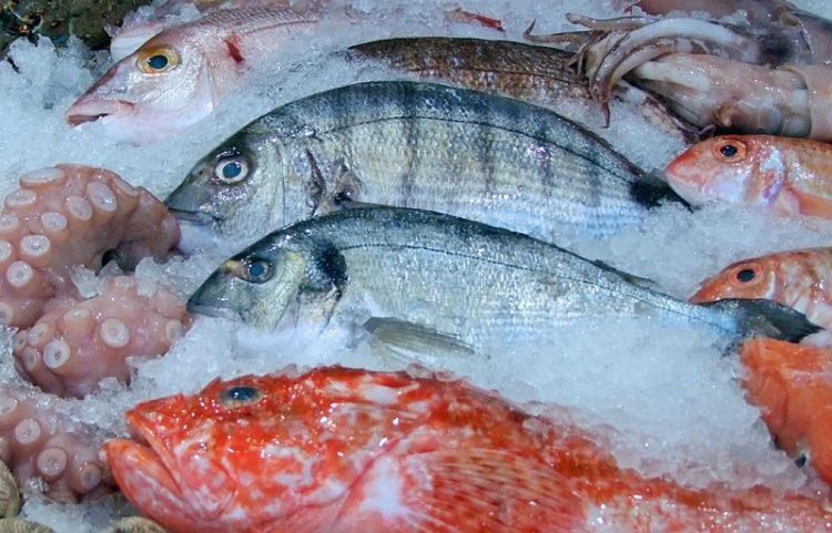 Amostras de peixe apresentam níveis de contaminação por óleo
