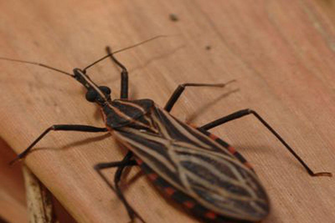 Combate à doença de Chagas terá investimento de US$ 20 milhões