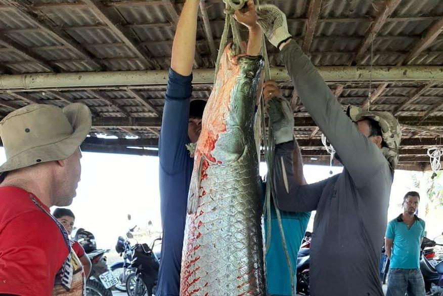Pescador captura pirarucu de mais de 90 kg no interior da Paraíba