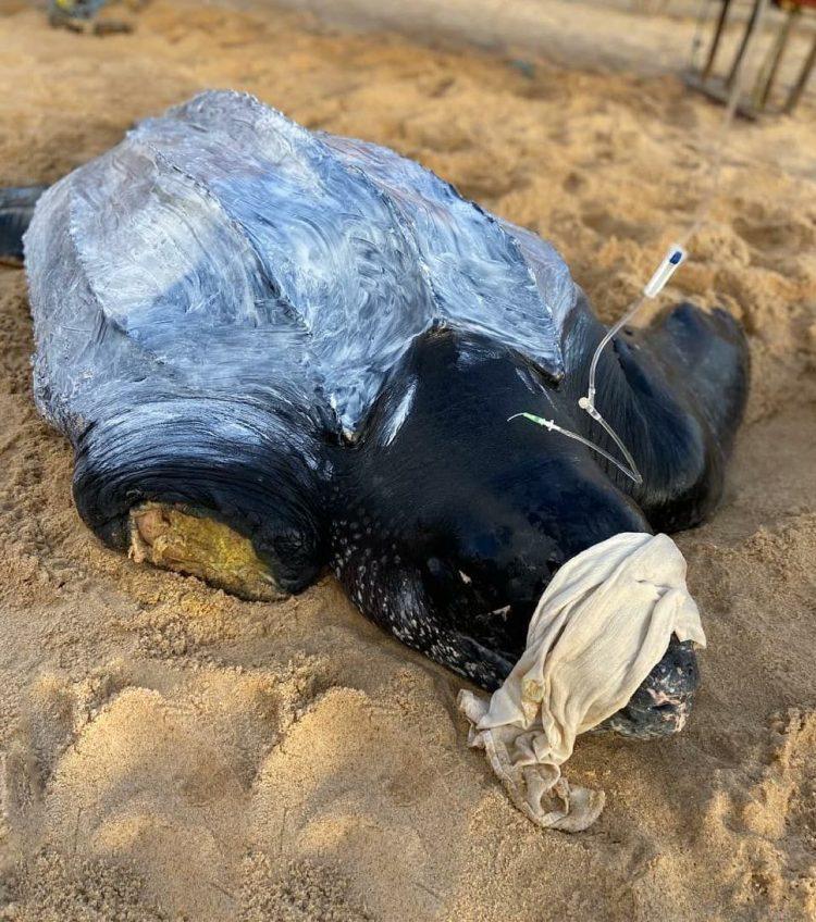 Tartaruga de 377 kg com nadadeira amputada é resgatada em Touros