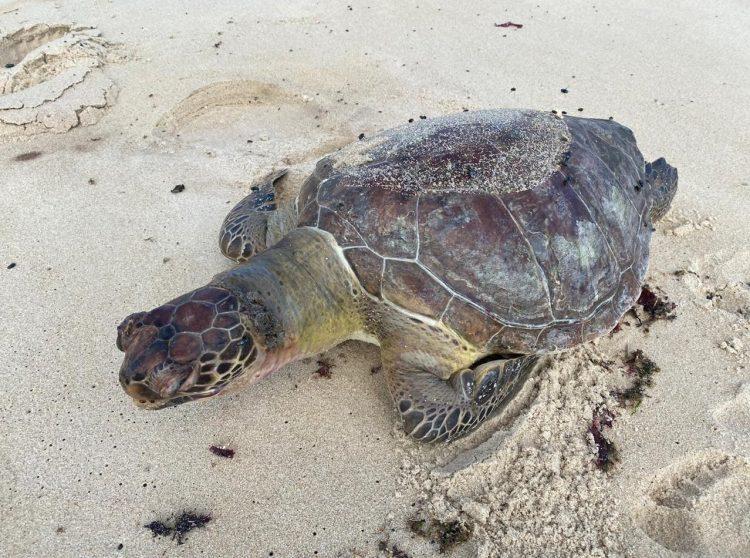 Tartaruga-marinha é encontrada morta em praia da Grande Natal