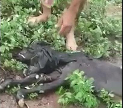 Bezerro nasce com duas cabeças em interior do RN