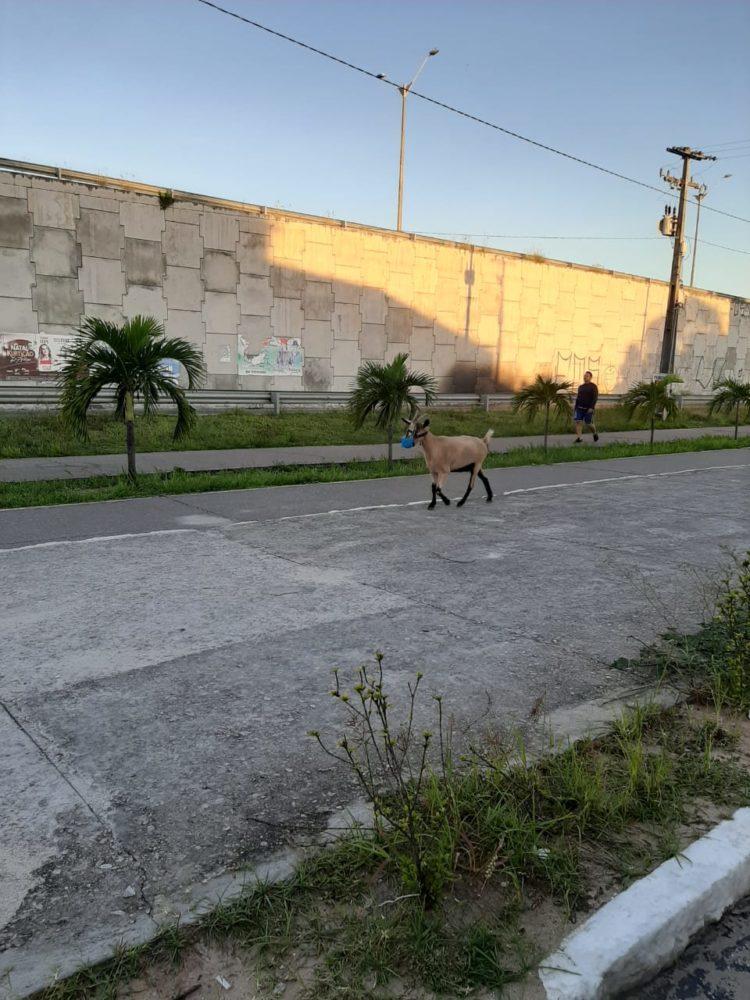 Bode é flagrado passeando de máscara em Parnamirim