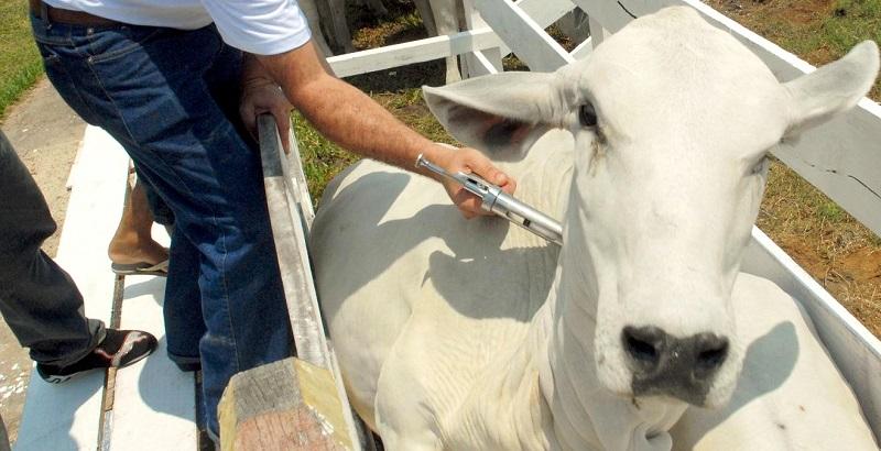Campanha de vacinação contra febre aftosa terá início em junho