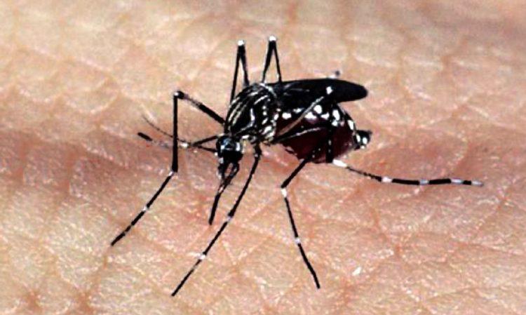 Casos de dengue, zika e chikungunya caem 32,45% em Natal