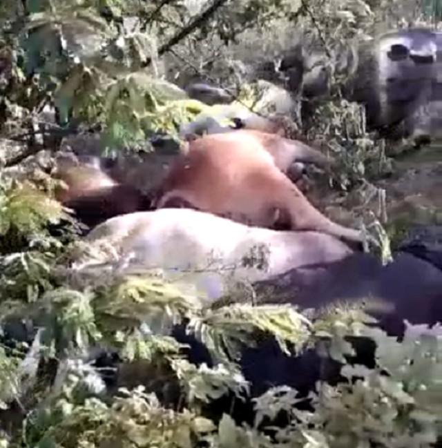 Raio mata 17 bois e vacas em sítio no interior do RN;