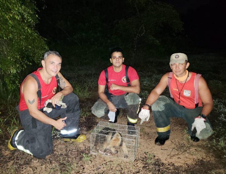 Corpo de Bombeiros resgata tamanduá-mirim na Grande Natal