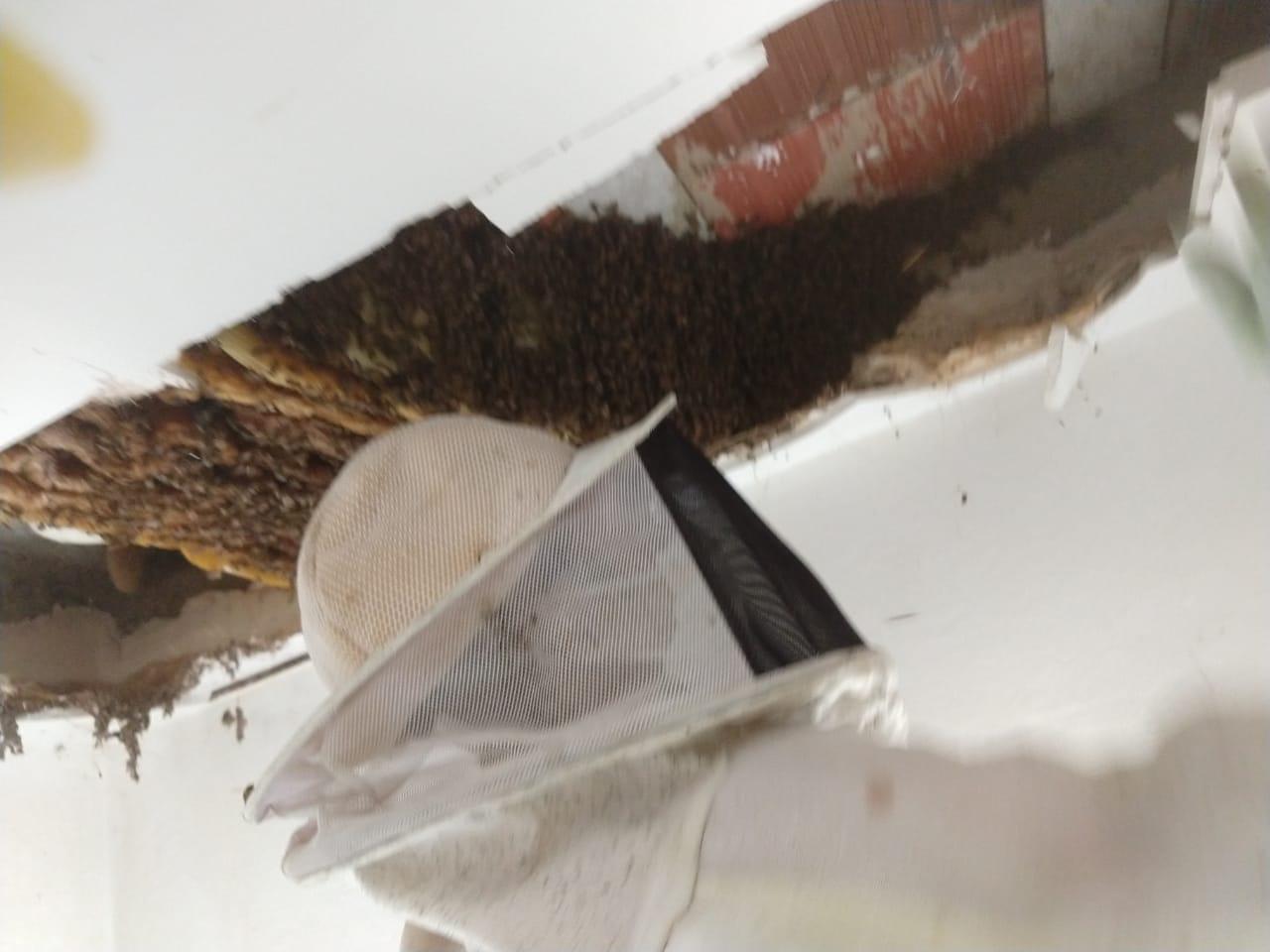 Abelhas se instalam em residência e formam colmeia em Caicó