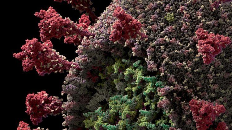 Pesquisadores sequenciam 427 genomas do novo coronavírus no Brasil e acham 3 cepas principais
