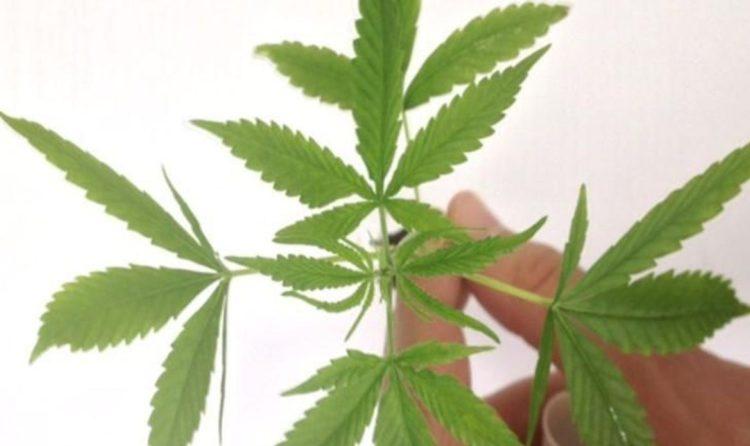 Brasil testa cannabis contra estresse em profissionais que combatem Covid-19