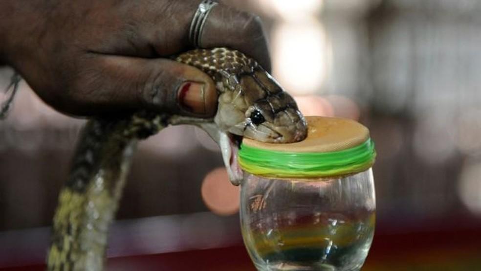 Cuidados com animais peçonhentos devem ser redobrados, alerta Sesap; RN tem estoque de soro antiveneno para 20 dias