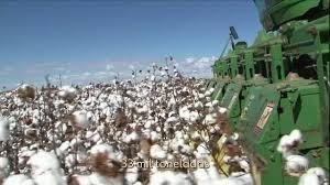 Estoque de algodão aumenta durante pandemia e preocupa produtores do oeste da Bahia