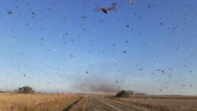 Nuvem de gafanhotos se deslocou na Argentina com provável direção ao Uruguai