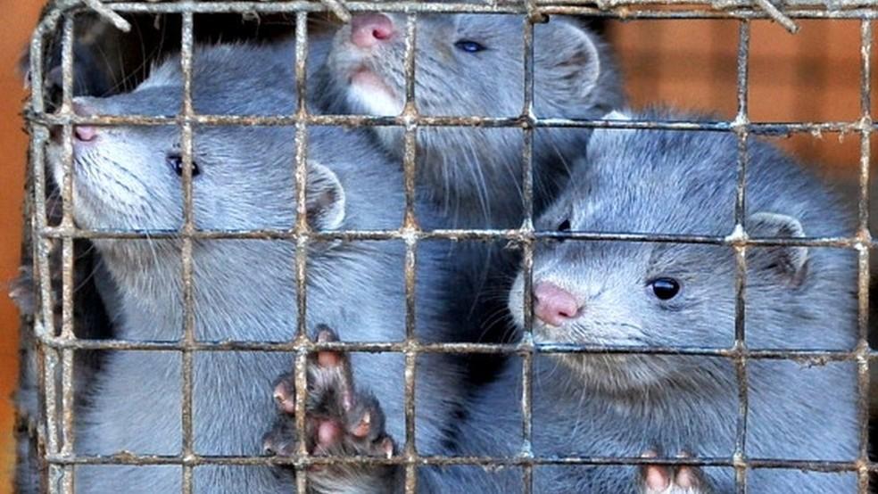 O sacrifício de quase 100 mil visons infectados por coronavírus na Espanha