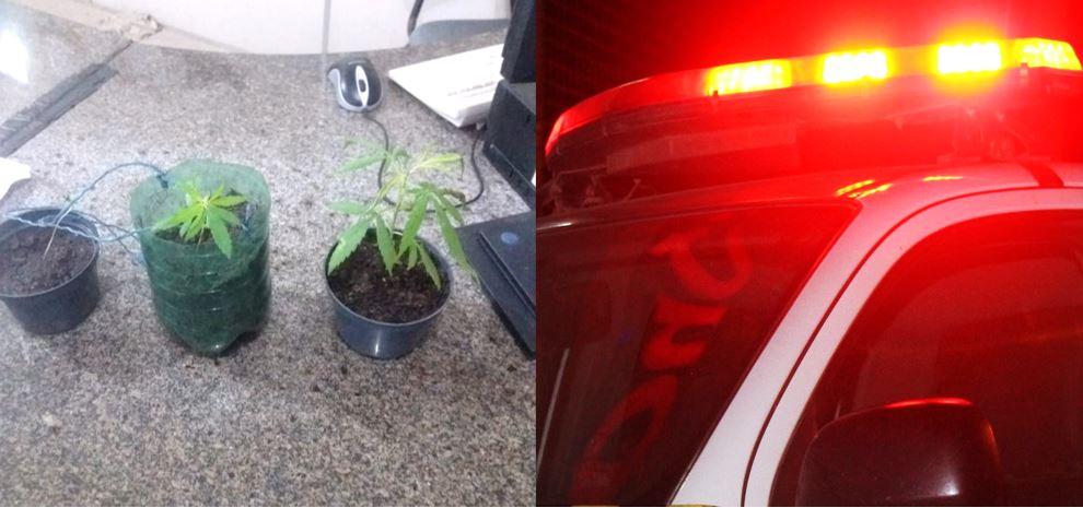 POLICIAIS APREENDEM 03 MOTOCICLETAS EM SENADOR GEORGINO AVELINO E PRENDE INDIVÍDUO COM TRÊS MUDAS DE MACONHA