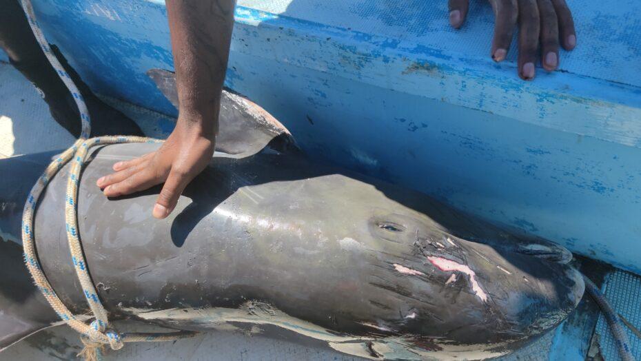 Ao menos 40 golfinhos são encontrados mortos após derramamento de óleo no oceano