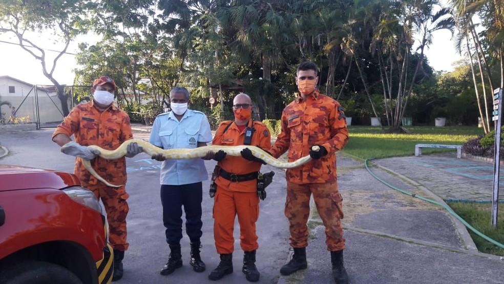 Cobra píton de 3 metros assusta moradores e é resgatada do telhado de casa em Fortaleza