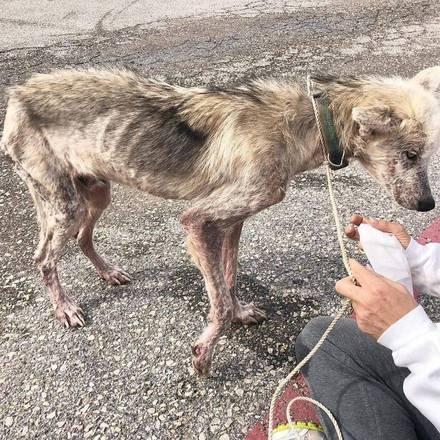 Homem tenta matar cachorro de fome para se vingar de ex-mulher