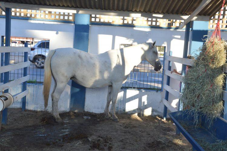 Soro obtido de cavalos pode ter anticorpos superpotentes contra o coronavírus