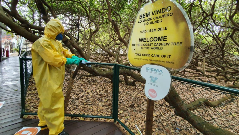 Desinfectado por militares das Forças Armadas, maior cajueiro do mundo reabre para visitação