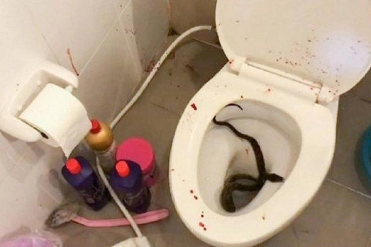 Jovem é picado em parte íntima por cobra píton após se sentar no vaso