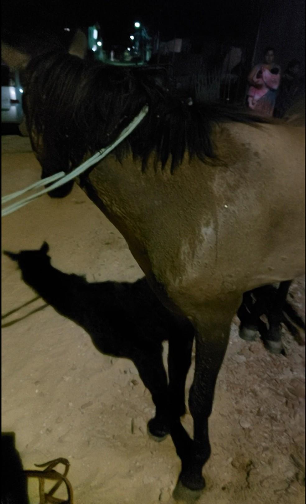 Idoso suspeito de maus-tratos a cavalo é assassinado a tiros em casa na Grande Natal