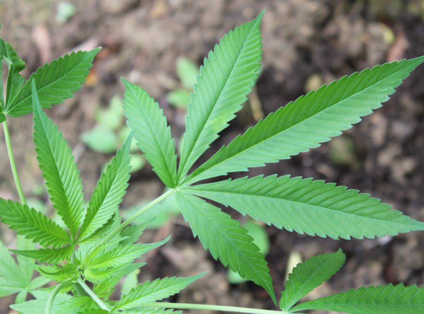 Ações de empresas de cannabis crescem 35,5% depois das eleições nos EUA