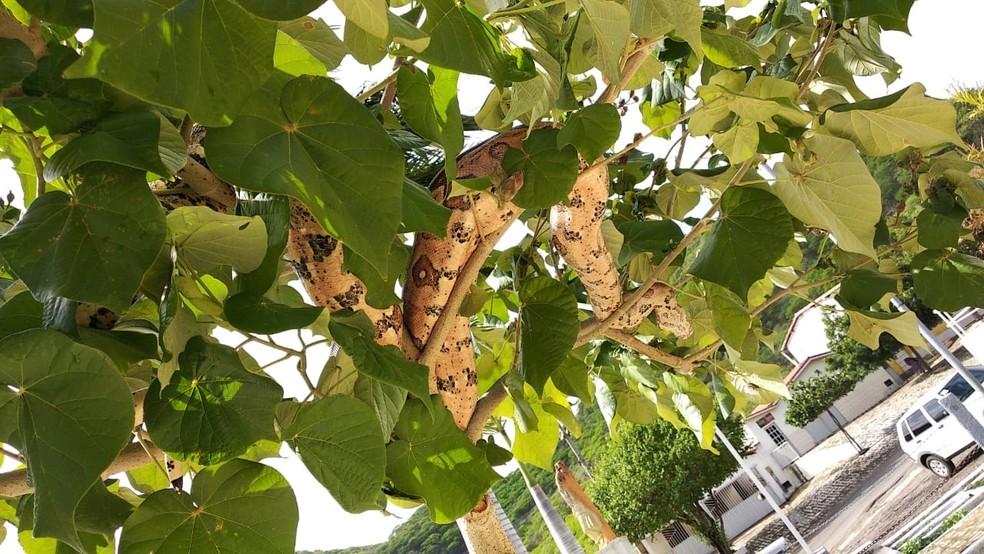 Bombeiros capturam jiboia de 2 metros em cima de árvore em área urbana no interior do RN