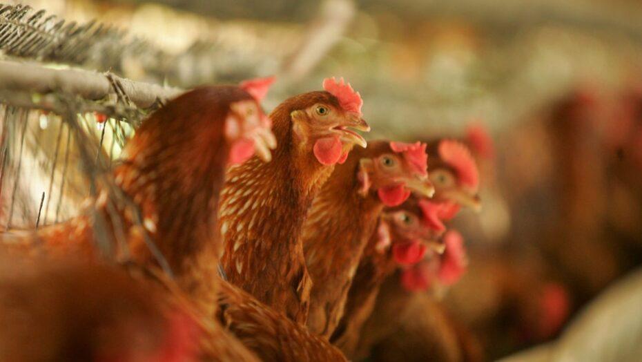 Rússia identifica primeiros casos da cepa H5N8 de gripe aviária em sete pessoas