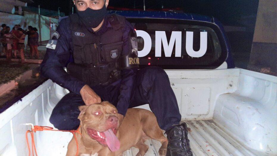 Guarda Municipal salva criança do ataque de dois pitbulls na zona Norte de Natal