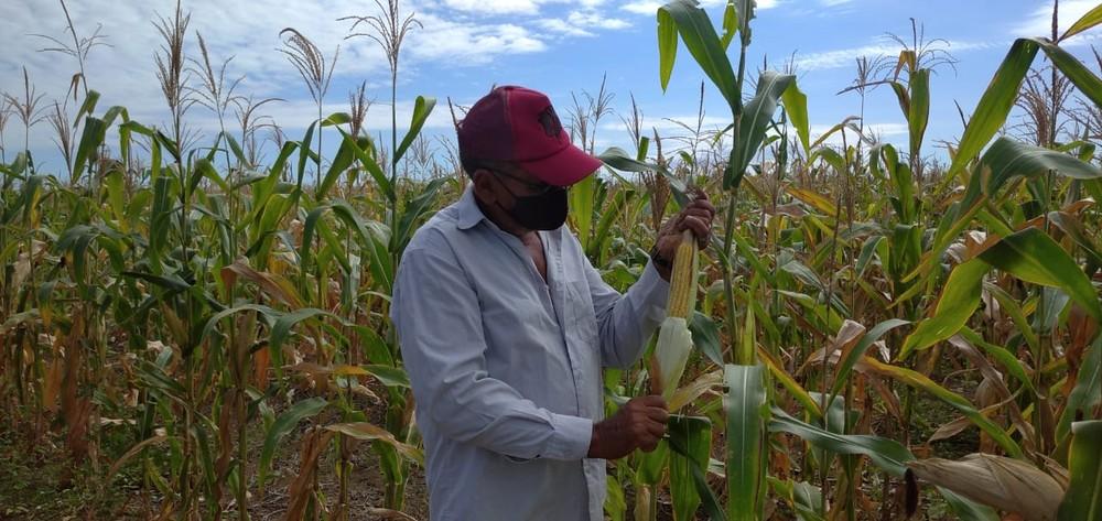 Agricultores comemoram colheita após fim do período chuvoso em Mossoró