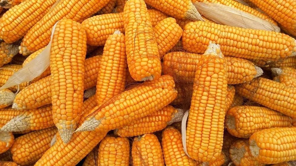 Com chegada de período junino, agricultores familiares realizam feira do milho em Natal