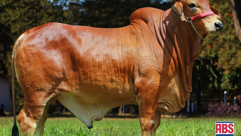 Rebanho bovino do RN ganha destaque nacional