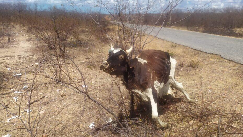 “A vaca que morreu em pé”: animal morto chama atenção de moradores no interior do RN