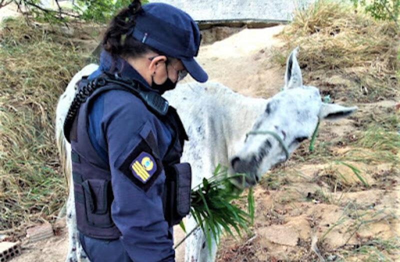 Cavalos vítimas de maus-tratos são resgatados pela Guarda Municipal nas Zonas Sul e Norte de Natal