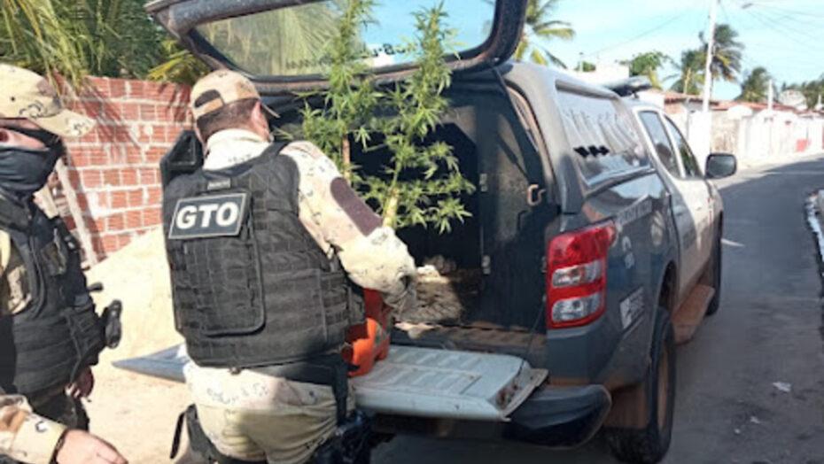 GTO descobre casa com plantação de maconha no litoral Norte do RN