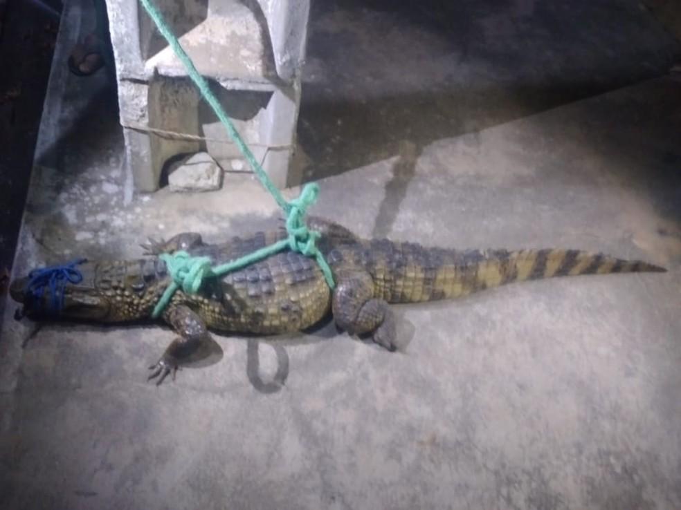 Jacaré é encontrado no centro de município do RN e resgatado por policiais ambientais