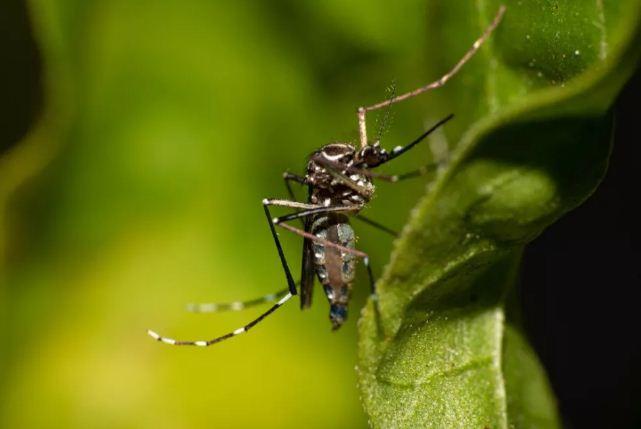 Casos confirmados de dengue no RN crescem 192% em 2022